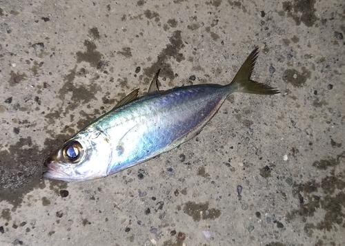 メアジの釣果