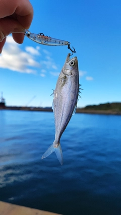 イケカツオの釣果