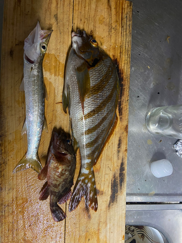 タカノハダイの釣果