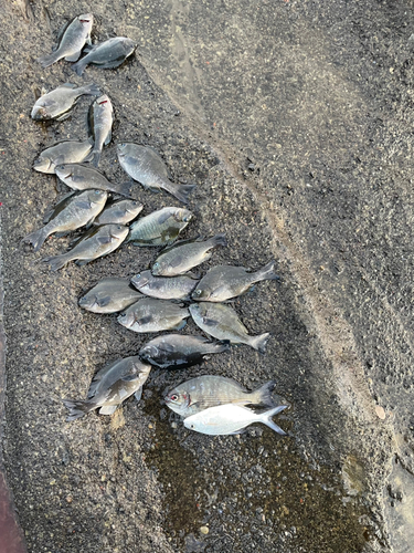 メジナの釣果