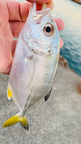 ギンガメアジの釣果