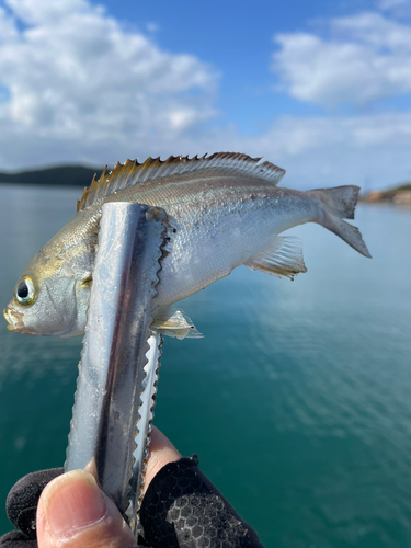 メジナの釣果