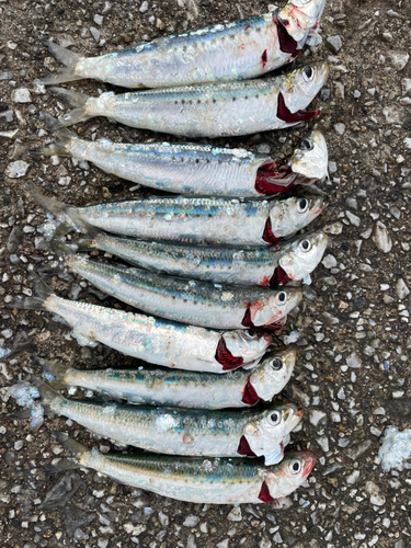 マイワシの釣果