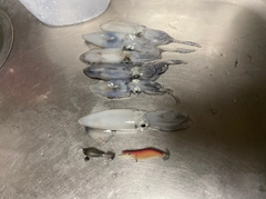 ヒイカの釣果