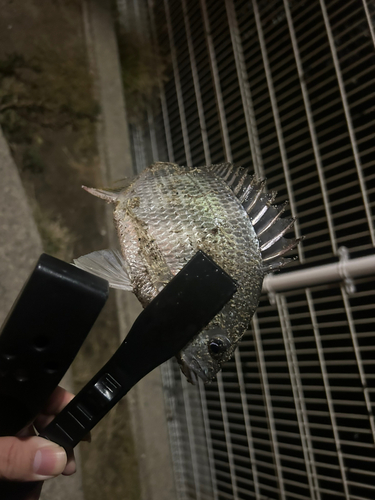 キビレの釣果