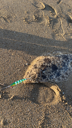 ヒラメの釣果