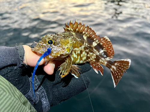 ガシラの釣果