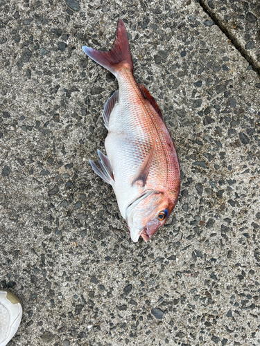 マダイの釣果