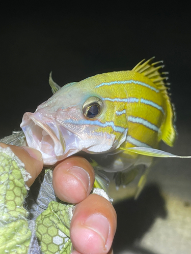 ヨスジフエダイの釣果