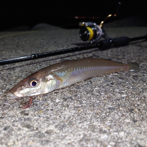 キスの釣果