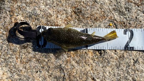 コモンフグの釣果