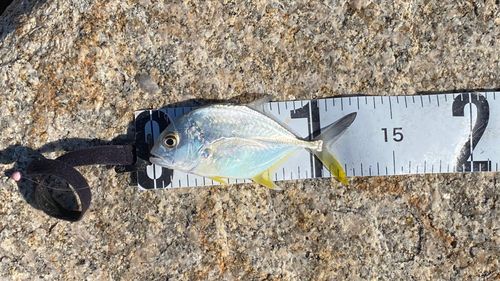 ロウニンアジの釣果