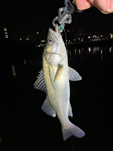 スズキの釣果