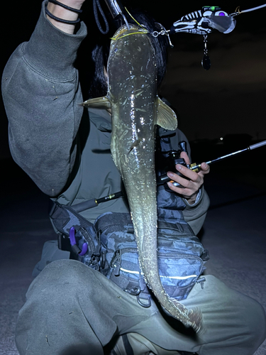 ナマズの釣果