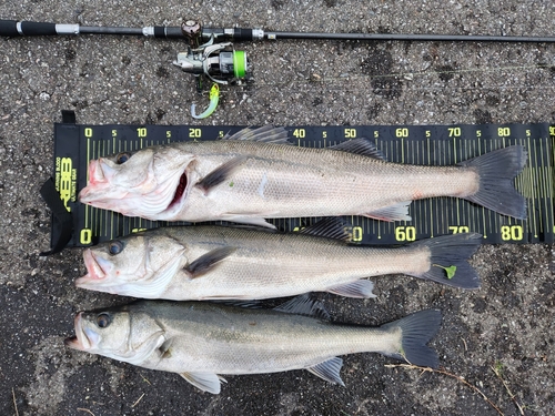 シーバスの釣果