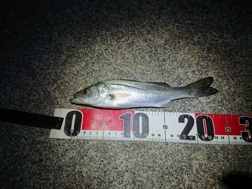 セイゴ（ヒラスズキ）の釣果