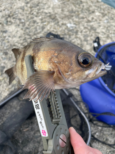 メバルの釣果