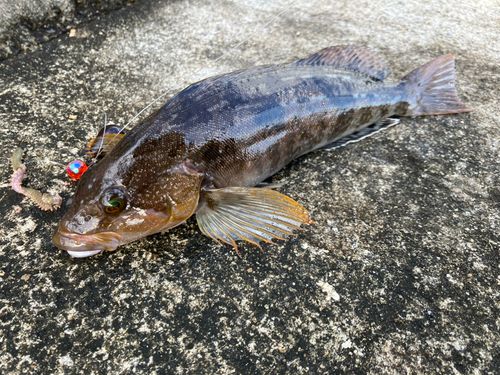 アイナメの釣果