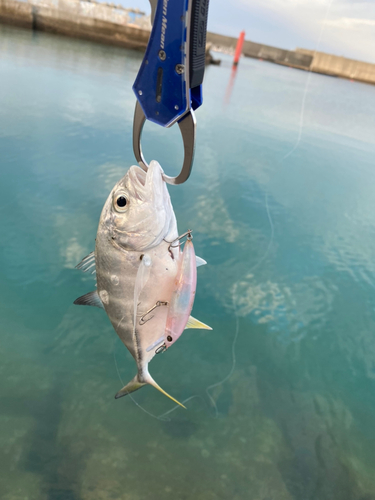 イシミーバイの釣果