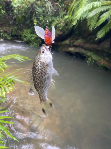 オオクチユゴイの釣果