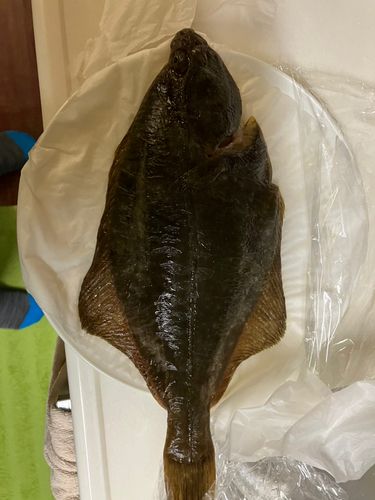 イシガレイの釣果