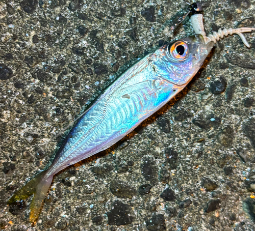 マアジの釣果