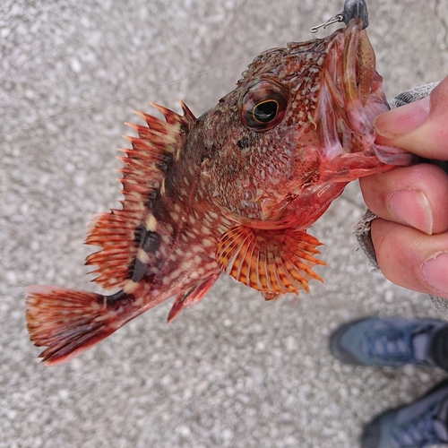 アラカブの釣果