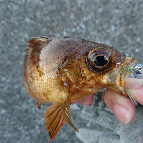 メバルの釣果