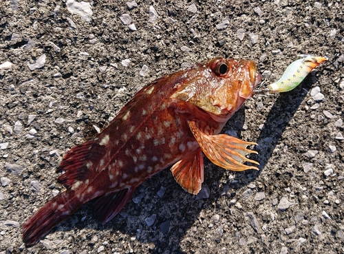 アラカブの釣果