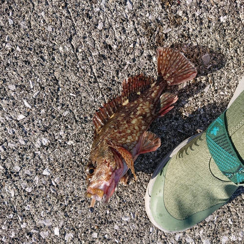 アラカブの釣果