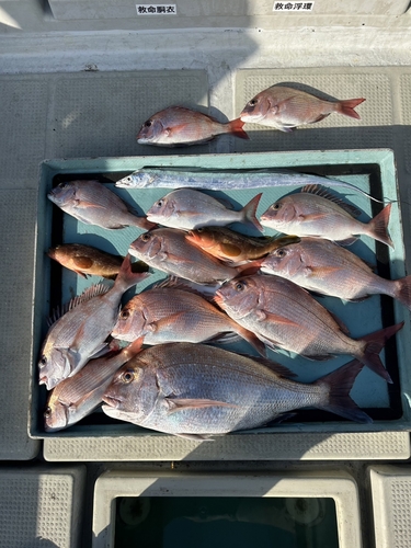 マダイの釣果