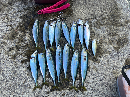 サバの釣果