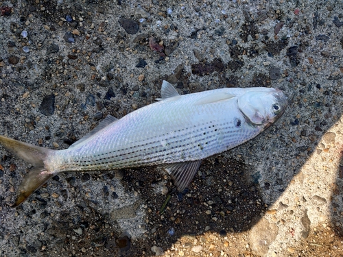 コノシロの釣果