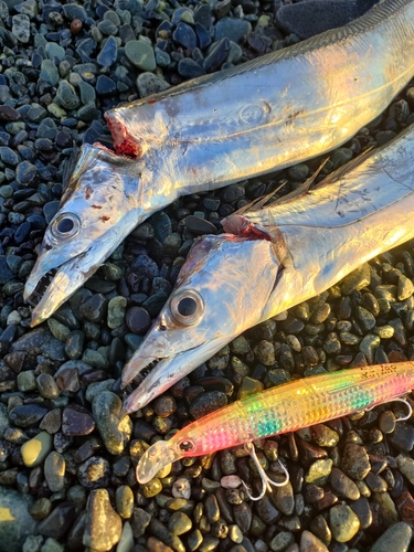 タチウオの釣果