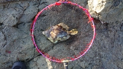 カワハギの釣果