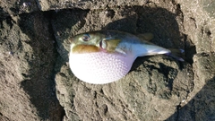フグの釣果