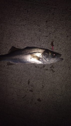 アナゴの釣果