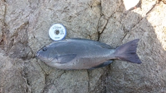 クチブトグレの釣果