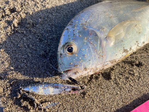 メッキの釣果