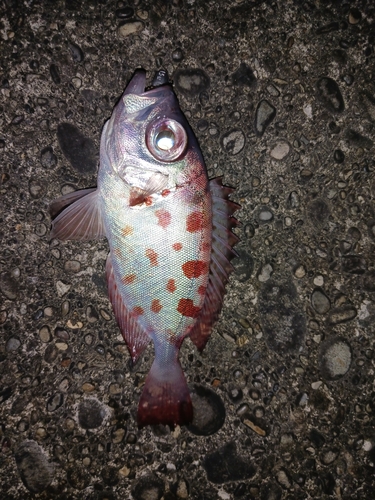 キントキダイの釣果