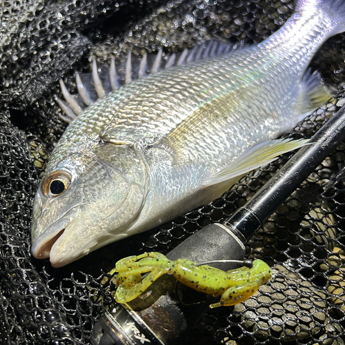 キビレの釣果