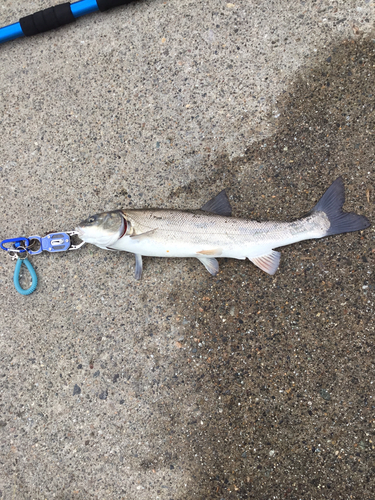 ウグイの釣果