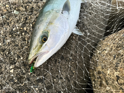 メジロの釣果