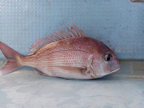 マダイの釣果