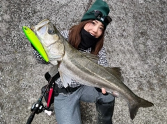 シーバスの釣果