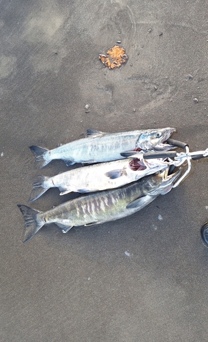 アキアジの釣果