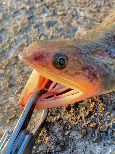 エソの釣果