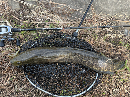 ライギョの釣果