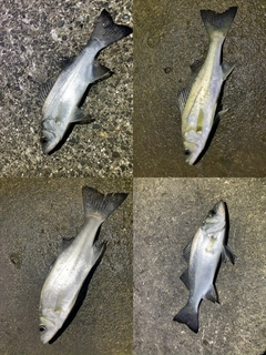 シーバスの釣果