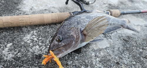 アイナメの釣果